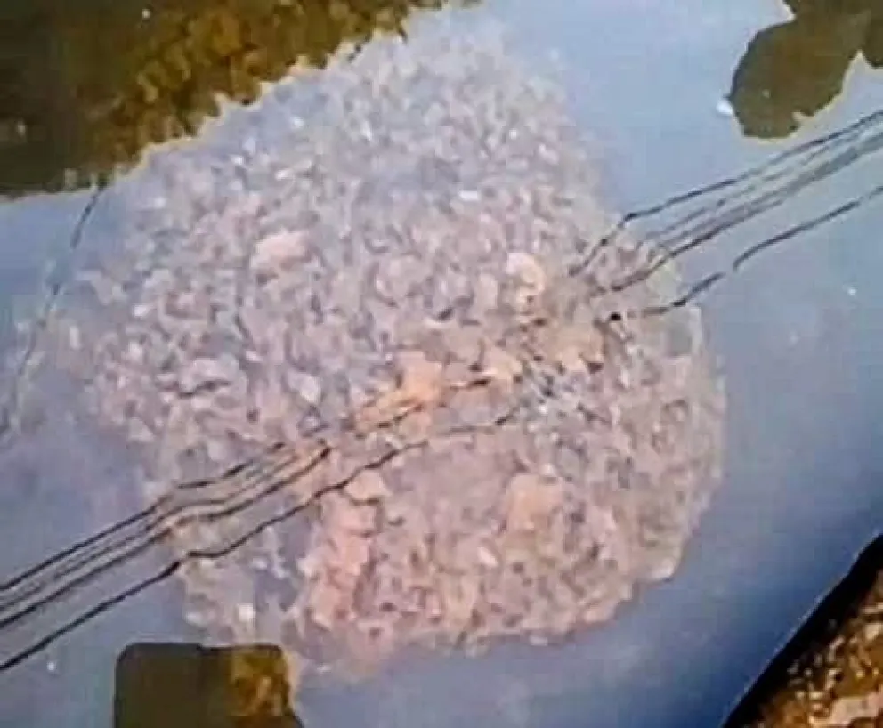 Siguen los problemas con la red cloacal: ahora se pinchó un caño de la red en la calle Las Mutisias (Ver video) 