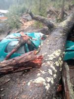 Cayó un árbol en la comunidad Mapuche y rompió una casa y un auto