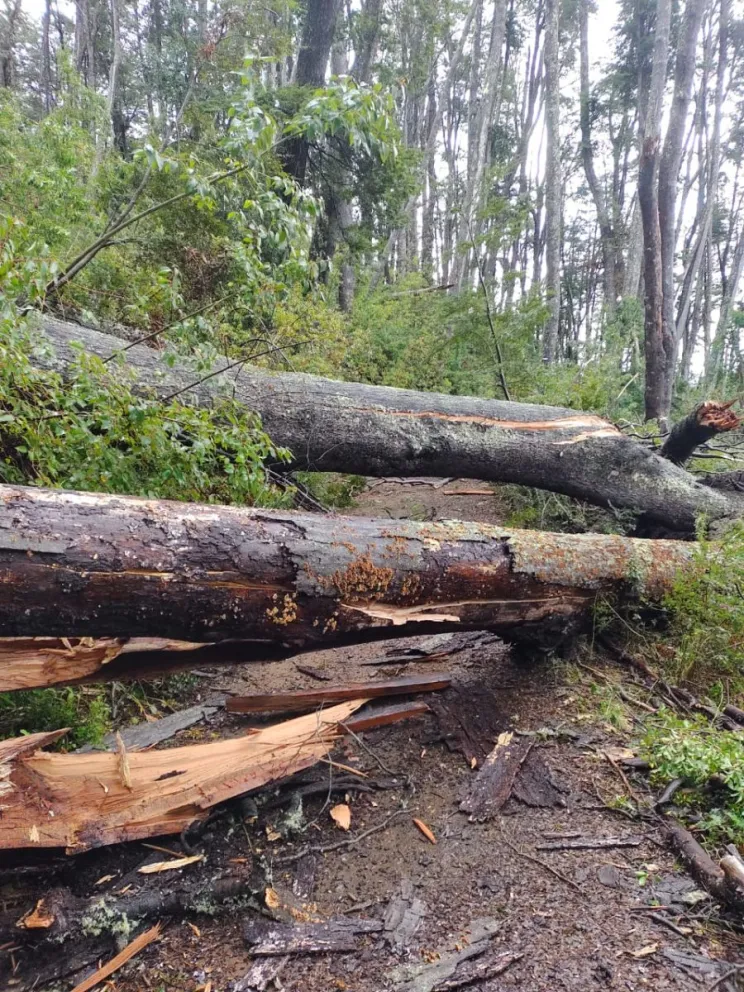 Por daños que ocasionó el temporal, continúan cerrados senderos en el Parque Nacional los Arrayanes y Nahuel Huapí