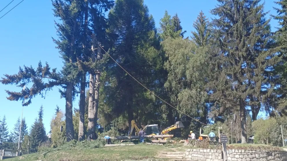 Obras Públicas voltea pinos de la plaza San Martín y hay cuestionamientos por parte de varios vecinos
