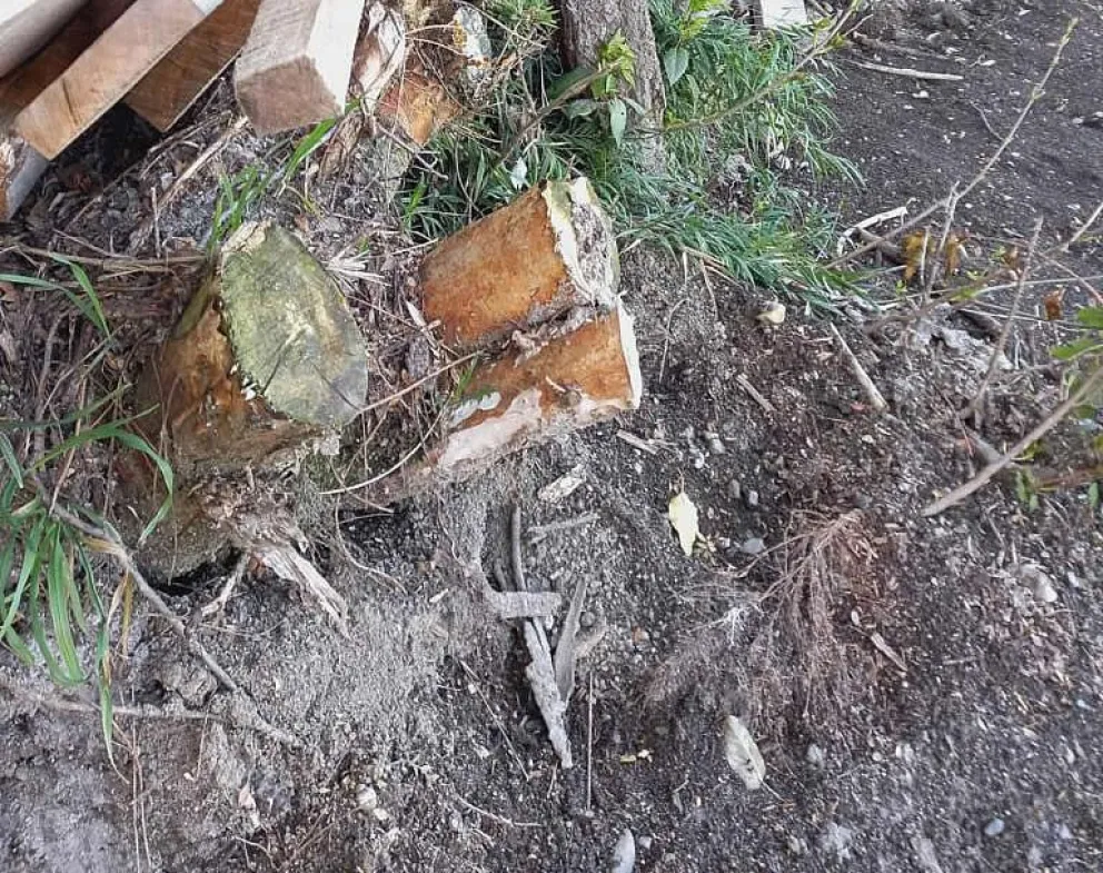 El desarrollador que se benefició con el "megadecreto" de Stefani, también fue sancionado por apeo de arrayanes y movimientos de suelo