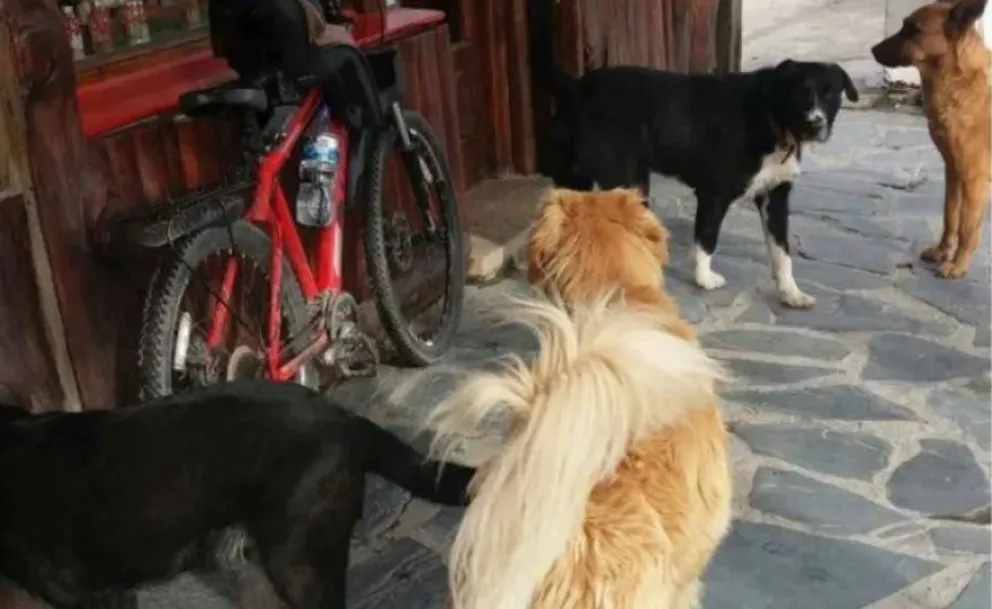 Ayuda Animal Voluntaria impulsa el rescate y la adopción responsable de mascotas y reclama por un veterinario en Zoonosis y campañas de castración