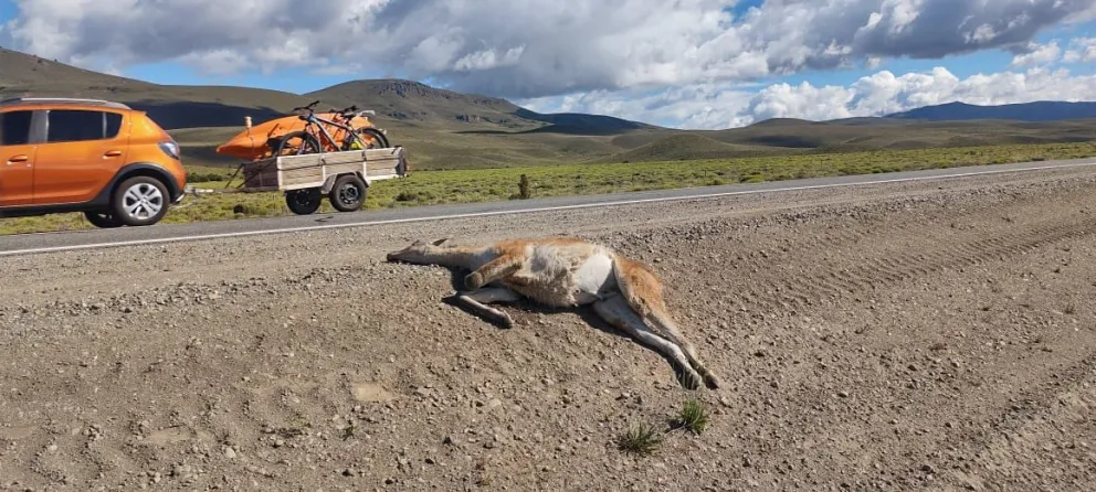 Parques advierte sobre la presencia de guanacos en la Ruta 237