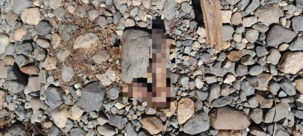 Clic Urbano: Llamativo hallazgo en la costa del Lago