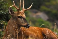 Parques Nacionales busca recuperar el hábitat del Huemul y para eso, sacrificará ciervos colorados