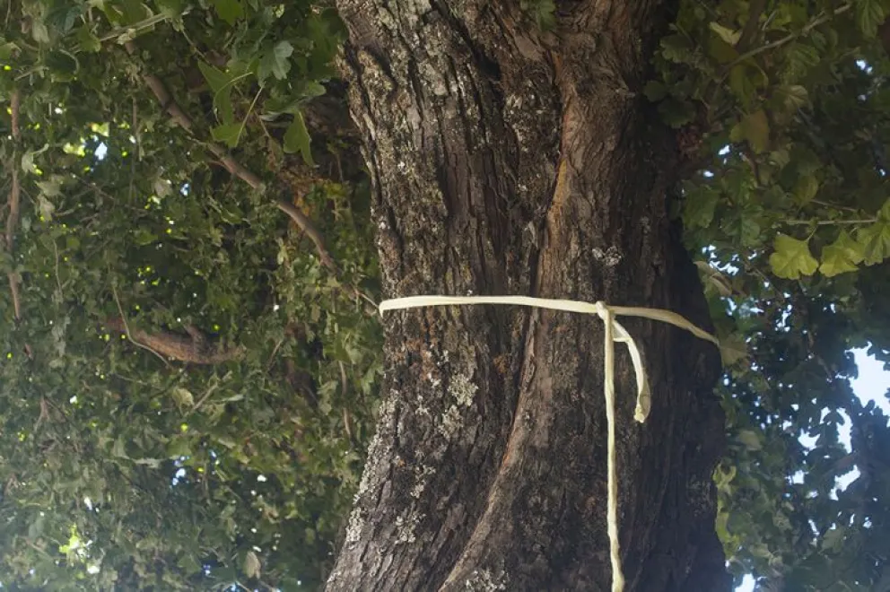 Vecinas revivieron la tradición de colgar Cintas Amarillas en los árboles y al otro día, se las quitaron