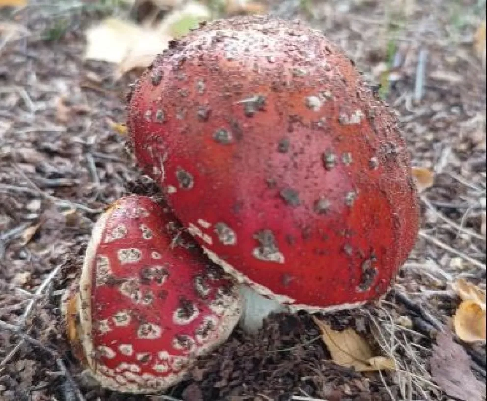 El INTA llamó a tener precaución por la aparición de hongos venenosos