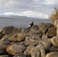 Sorprendió un cóndor en plena costa del lago Nahuel Huapí