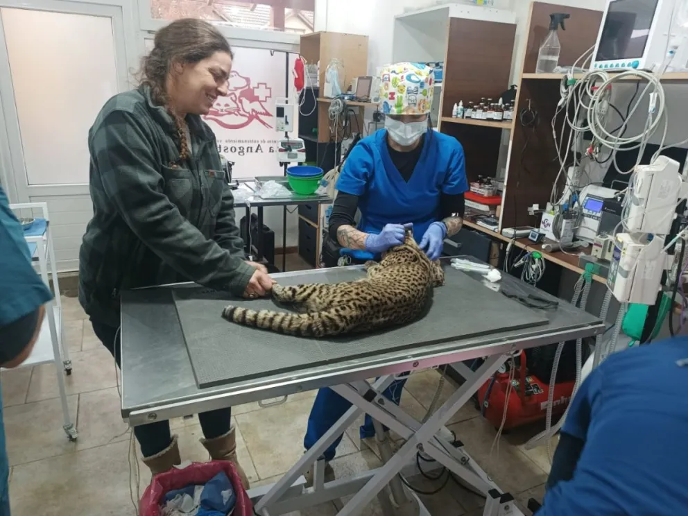 El equipo de veterinarios que comanda Sergio Sánchez salvó a un gato montés atropellado en ruta