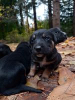 “Pedimos ayuda a la Comunidad para poder ubicar a siete cachorros”
