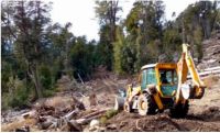 Villa Traful: multaron a una cooperativa con $365 millones  por dañar un bosque nativo