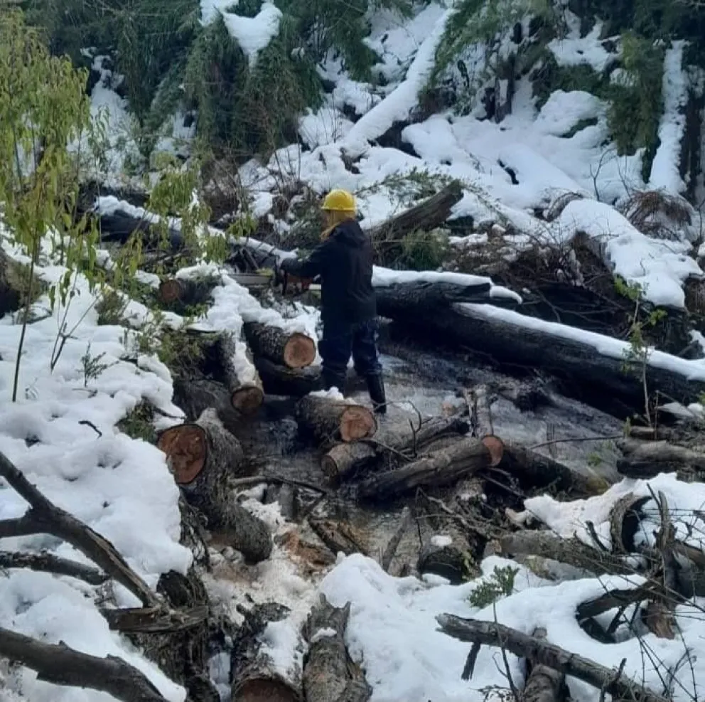 Personal de Incendio Forestales limpiaron cauce del Arroyo Colorado