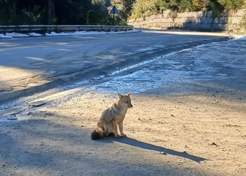 Grupo Árbol: “proteger la fauna, es proteger el ambiente”