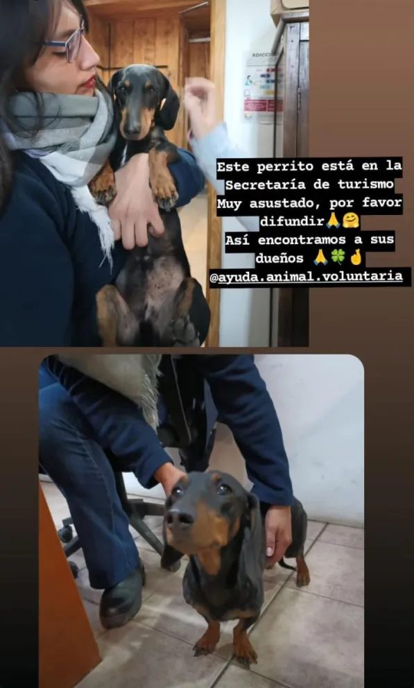 Hallaron un perro perdido y se encuentra en la Oficina de Turismo
