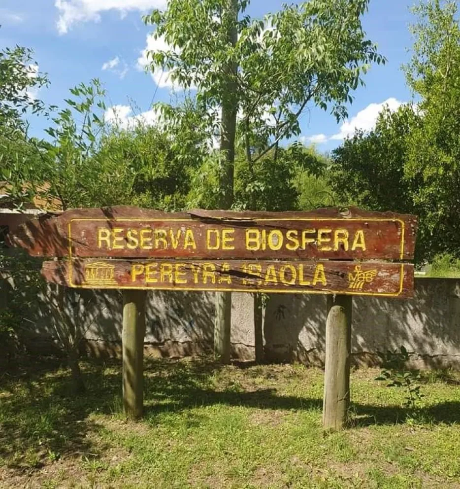 La acción de un grupo de vecinos logró salvar de la tala a una Araucaria