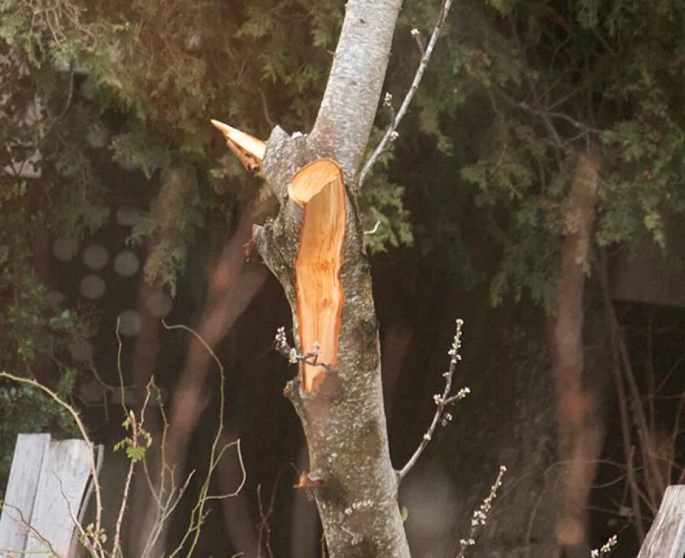 Día del Árbol en Villa la Angostura ¿Cómo lo festejamos y homenajeamos?