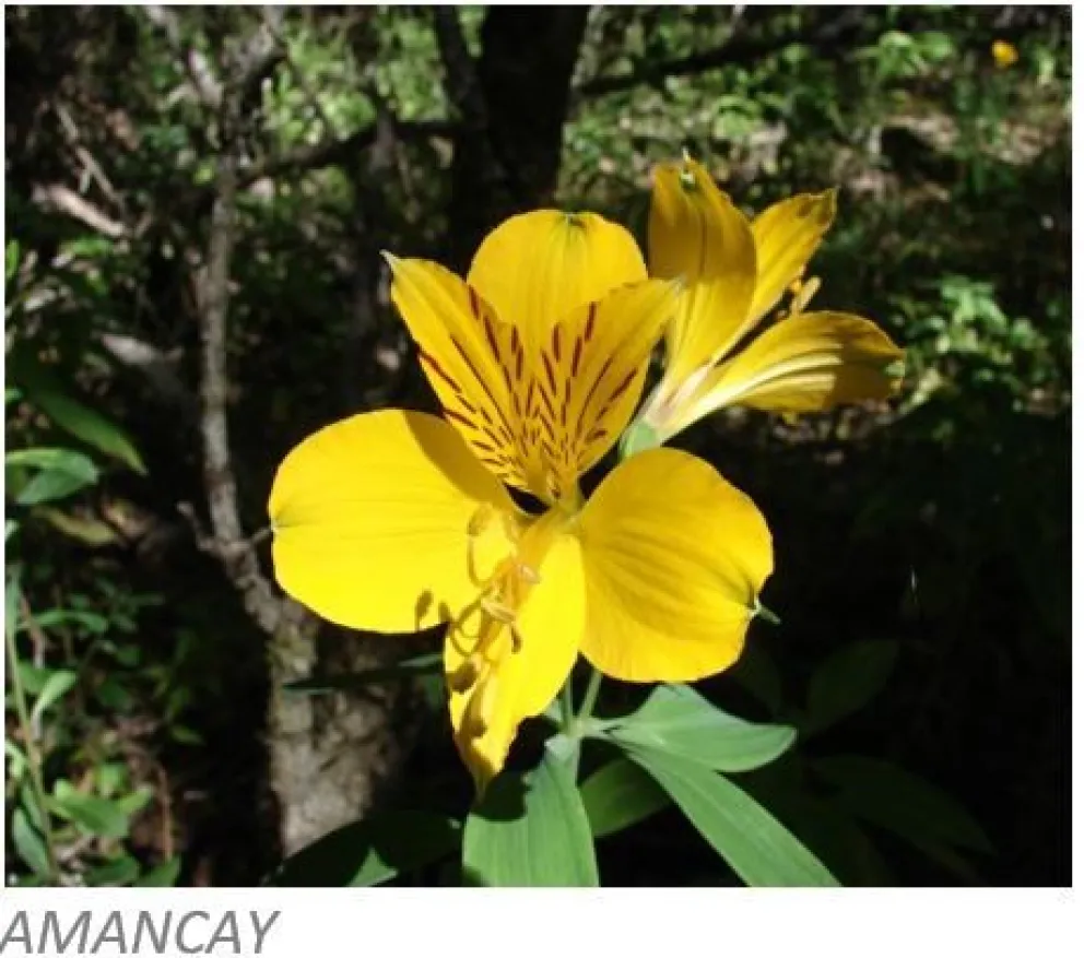 ¿Sabías que en nuestro bosque hay plantas nativas comestibles?