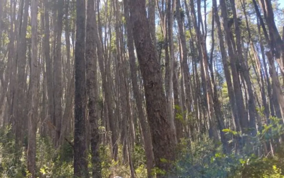 Grupo Árbol: "Hay más de 20 Ecosistemas por Hectárea"