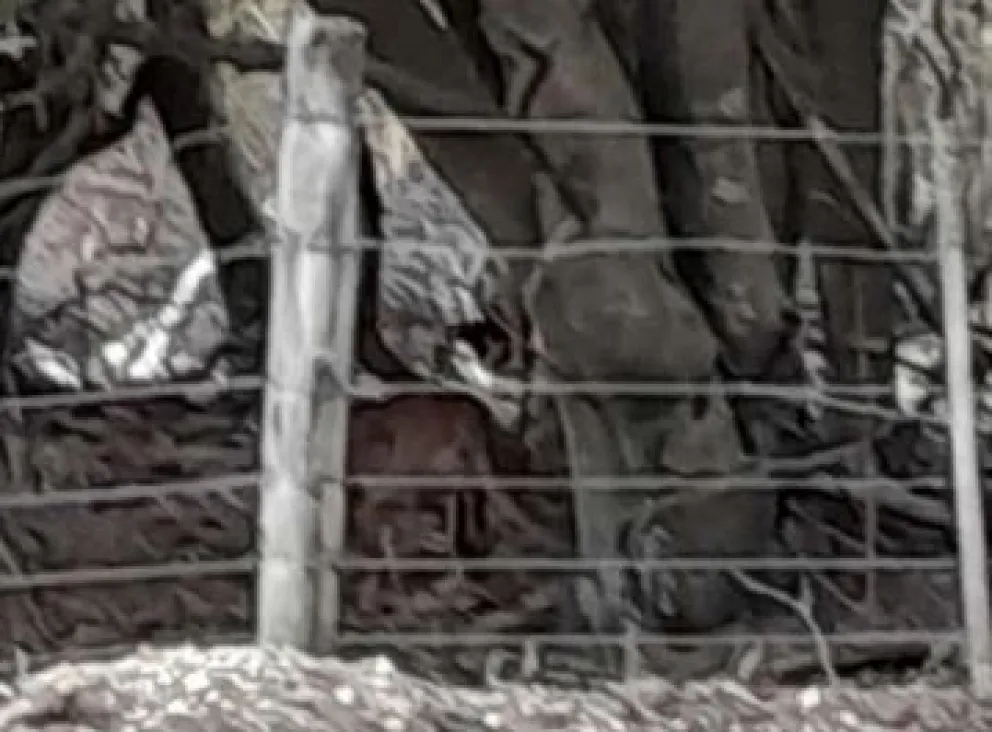 Clic Urbano: Un puma en merodeando en el centro sorprendió a los vecinos de Villa Traful