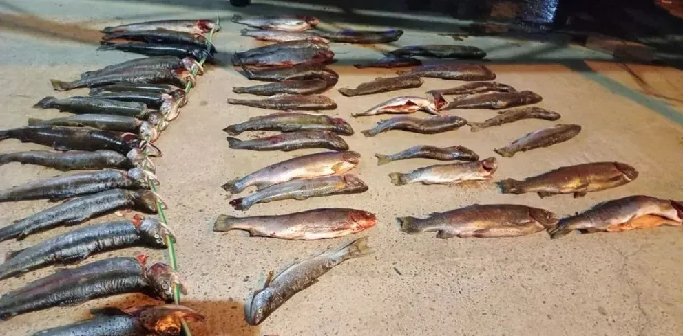 Pesca furtiva: Fauna incautó 98 truchas y labró 20 infracciones