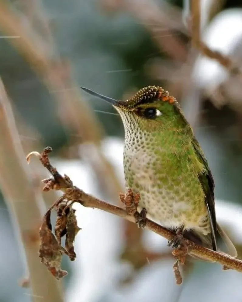 GRUPO ÁRBOL: “los polinizadores en nuestro jardín”