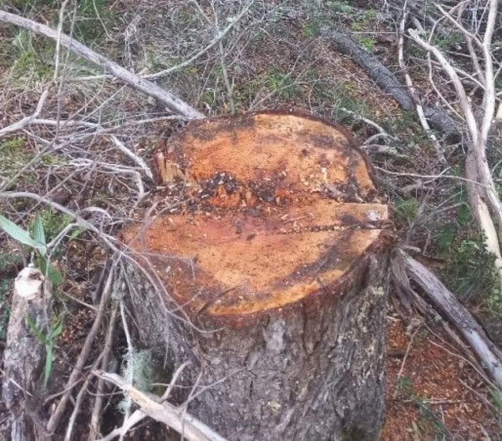 Denuncian Tala Ilegal en la Reserva Refugio de Agua: Preocupación por el Impacto Ambiental
