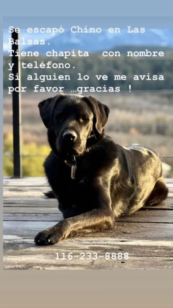 Una familia busca desesperadamente a su perro perdido en Las Balsas
