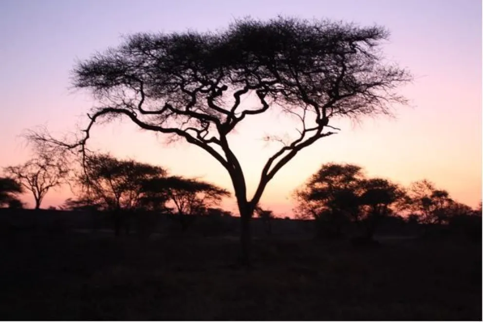 "Árboles de Paz y Vida": El Movimiento por la Conservación desde África hasta nuestra Villa