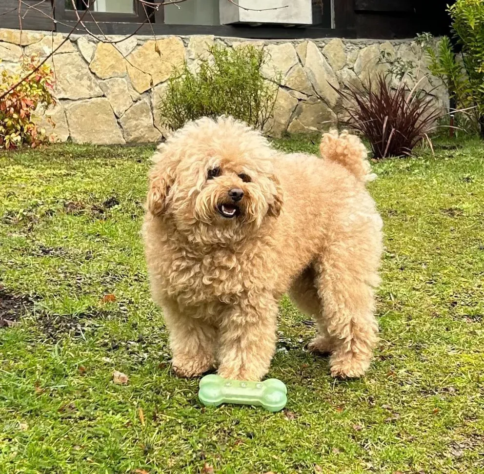 Ofrecen recompensa por un perro que se perdió en Manzano