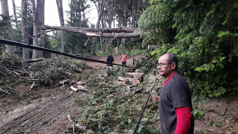 El temporal de viento y lluvia provocó caídas de árboles en Altos de Manzano
