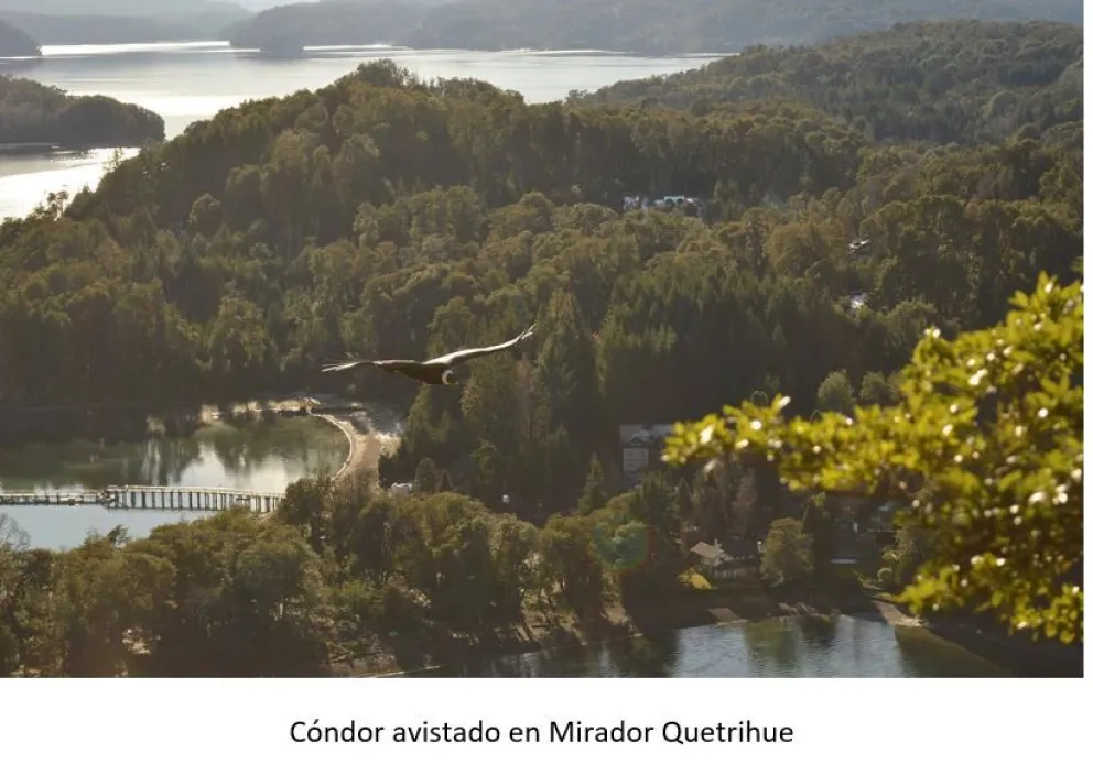 GRUPO ÁRBOL: "Celebramos a las Aves y la Educación Ambiental"