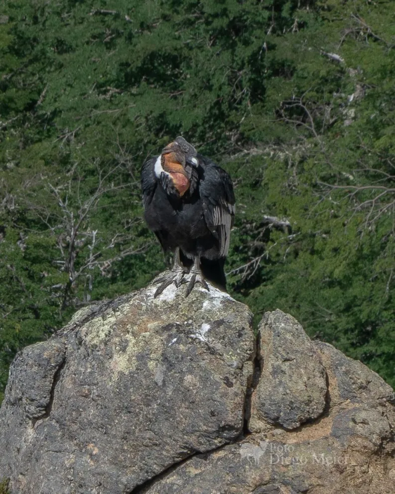 Encuentro único: Diego Meier logró captar una impresionante toma del vuelo de un Condor (video)