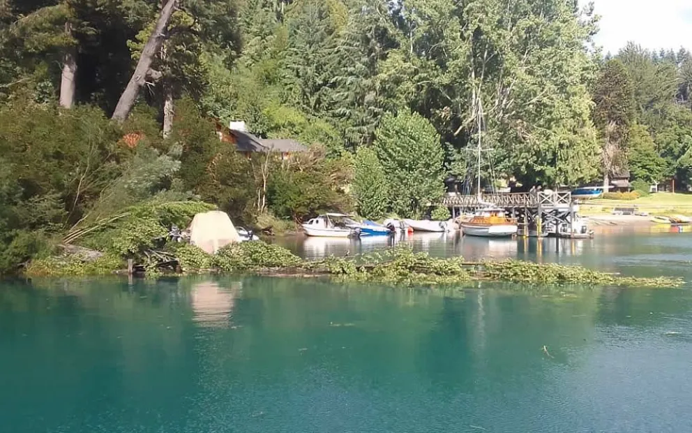 Clic Urbano: Cayó un árbol de gran porte y destruyó parte de un muelle privado (fotos)