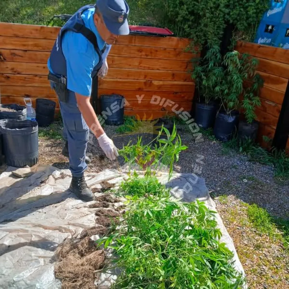 Villa Traful: secuestraron plantas de Marihuana