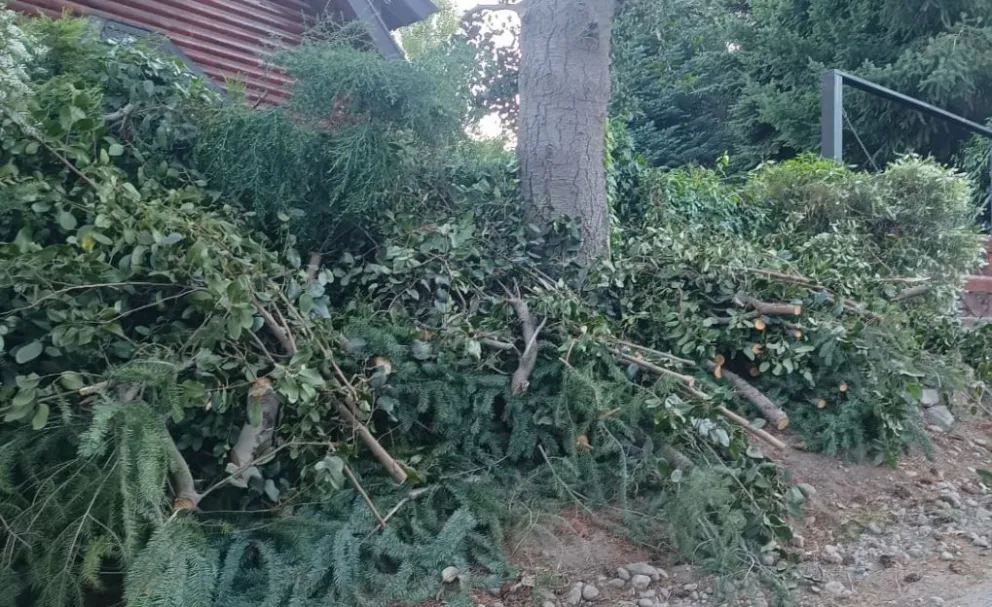  Tras la prohibición de transportar residuos a la planta de basura, “florecen” acopios de restos forestales en todo el ejido (fotos)
