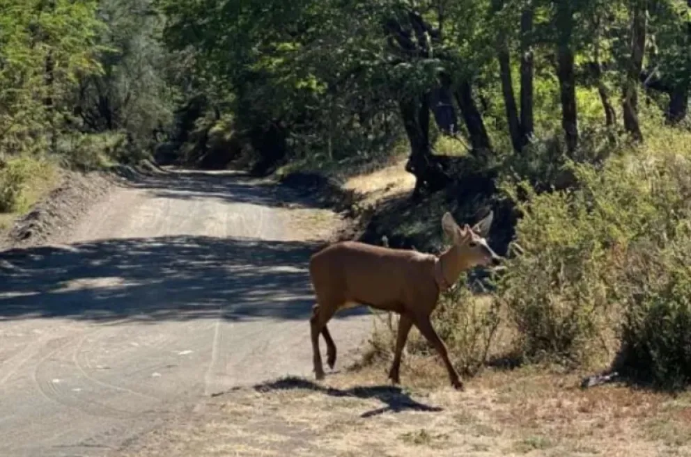 Luego de 30 años, vieron a un huemul en el Parque Nacional Lanín