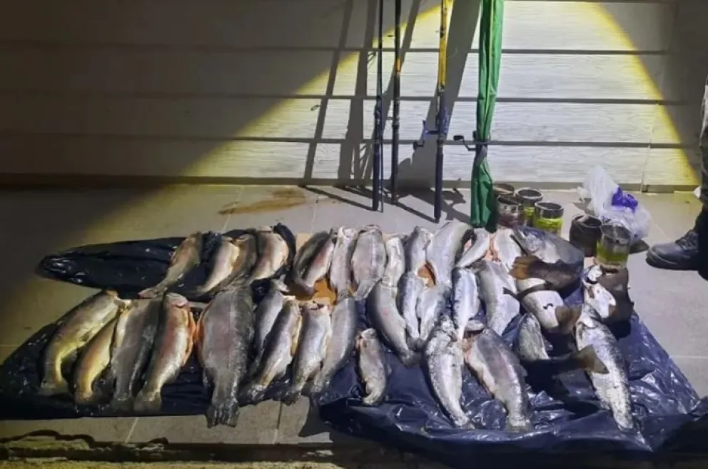 Secuestran 33 truchas en Alicurá: pescaban sin permiso, fuera de horario y con sebo  