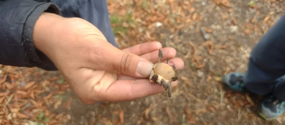 Pequeños grandes ambientalistas de Villa la Angostura