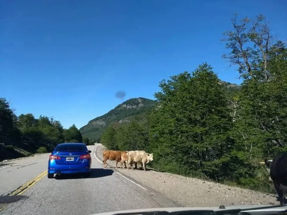 Buscan  regular la presencia de animales sueltos en las rutas