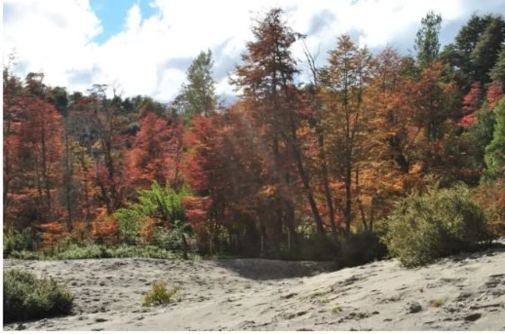 Recomponer el bosque desde nuestros jardines