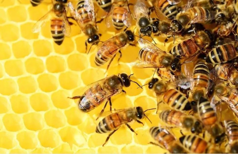  Día Mundial de las Abejas: por qué se celebra cada 20 de mayo y cuál es su importancia