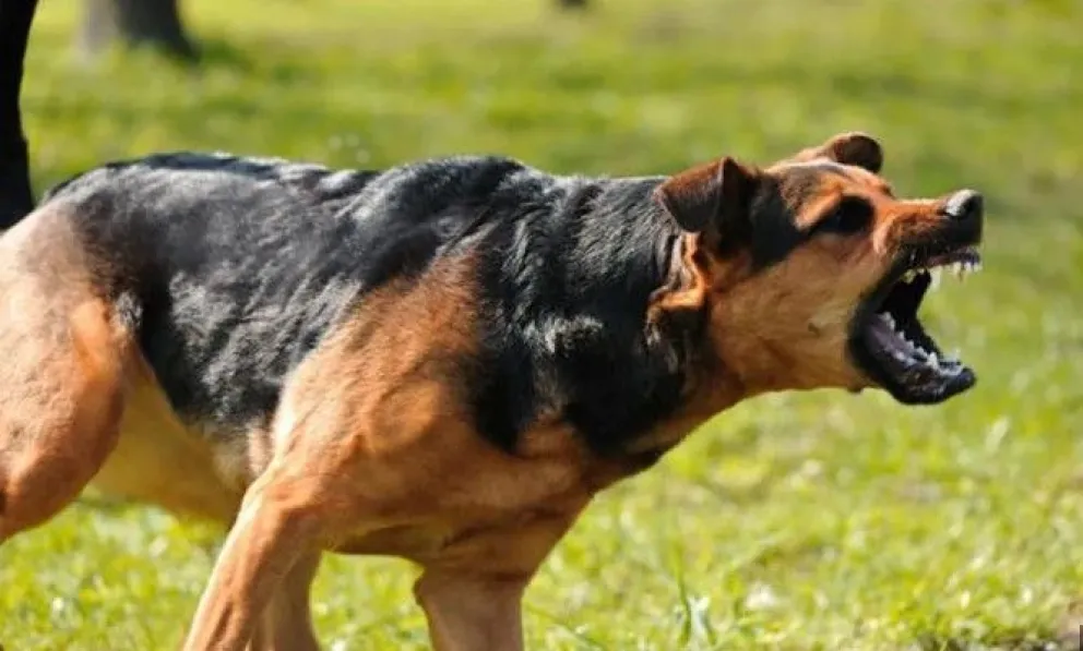 Multa de más de un millón de pesos a dueños de un perro que mordió a una vecina en la vía pública
