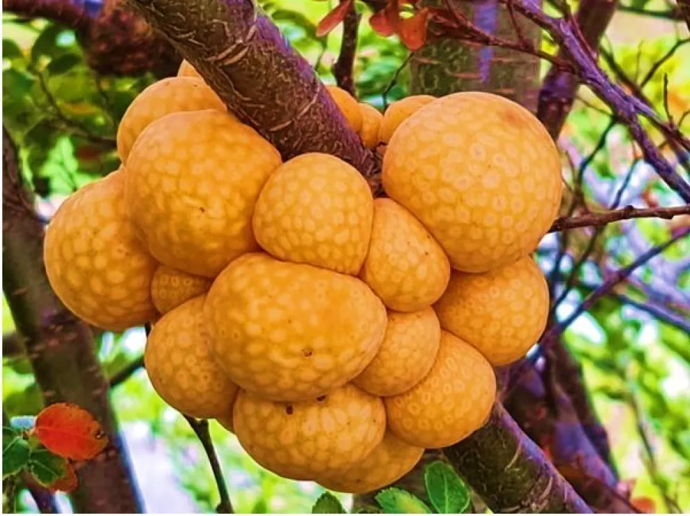 Conocé cuáles son los hongos comestibles del bosque andino patagónico