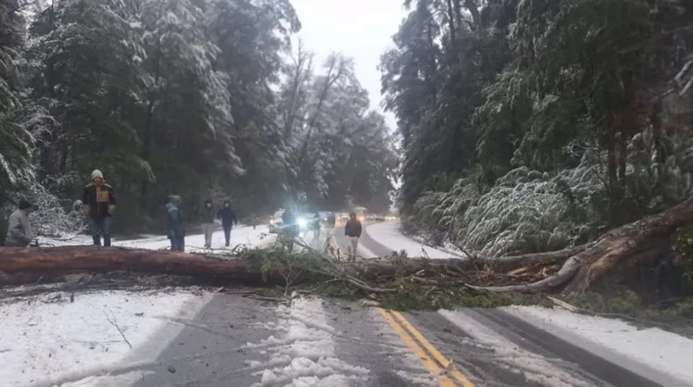 Corte momentáneo en la Ruta 40 por la caída de árbol y tránsito complicado en Siete Lagos