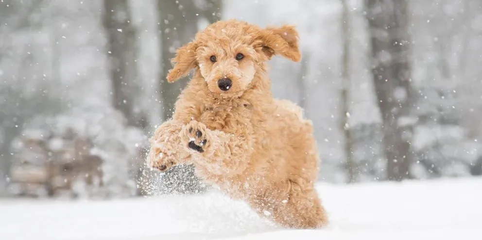 Cómo cuidar a tu perro del frío intenso y la nieve 