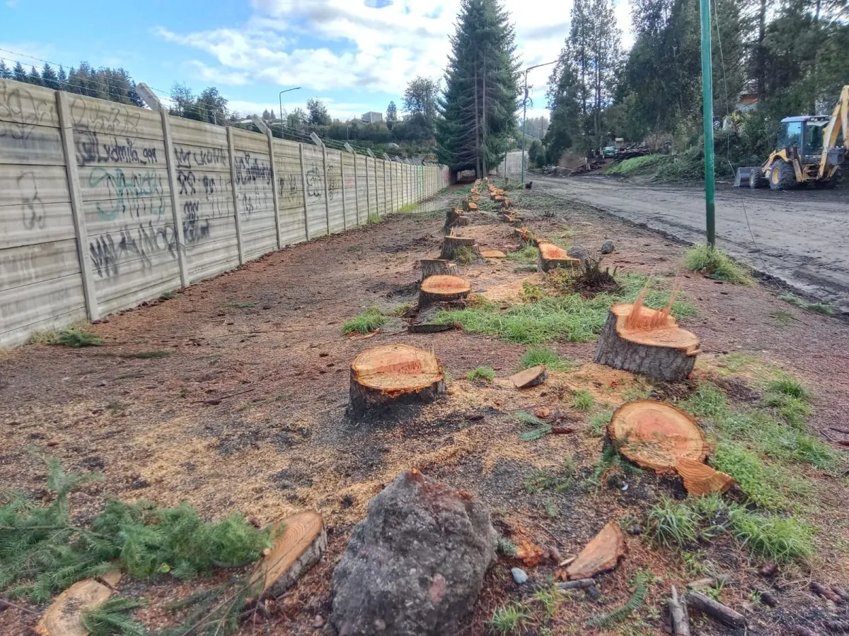 Vecinos alertaron sobre la tala de pinos en la cancha Calafate y el ...